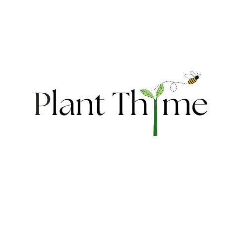 Plant Thyme